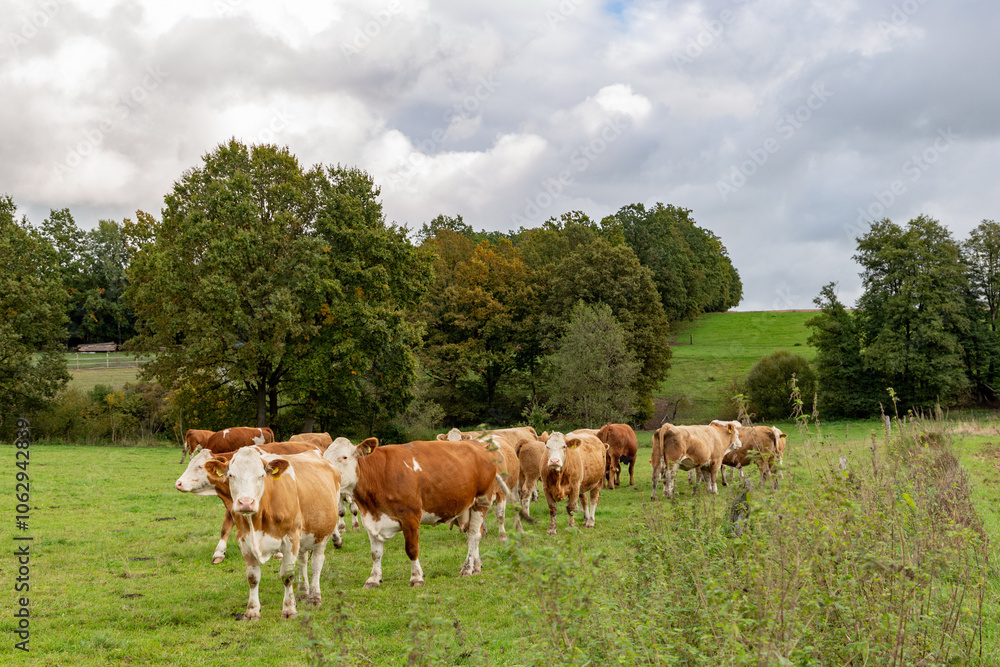 Cows grazing in the pasture