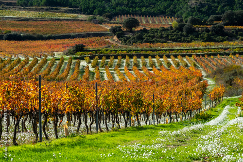 This landscape showcases a vineyard dotted with vibrant autumn colors and infinite rows of vines spread across a softly rolling countryside with distant hills in La Rioja Spain