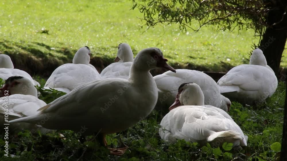 White domestic ducks in a meadow near a farm. White domestic ducks in a meadow near a farm.