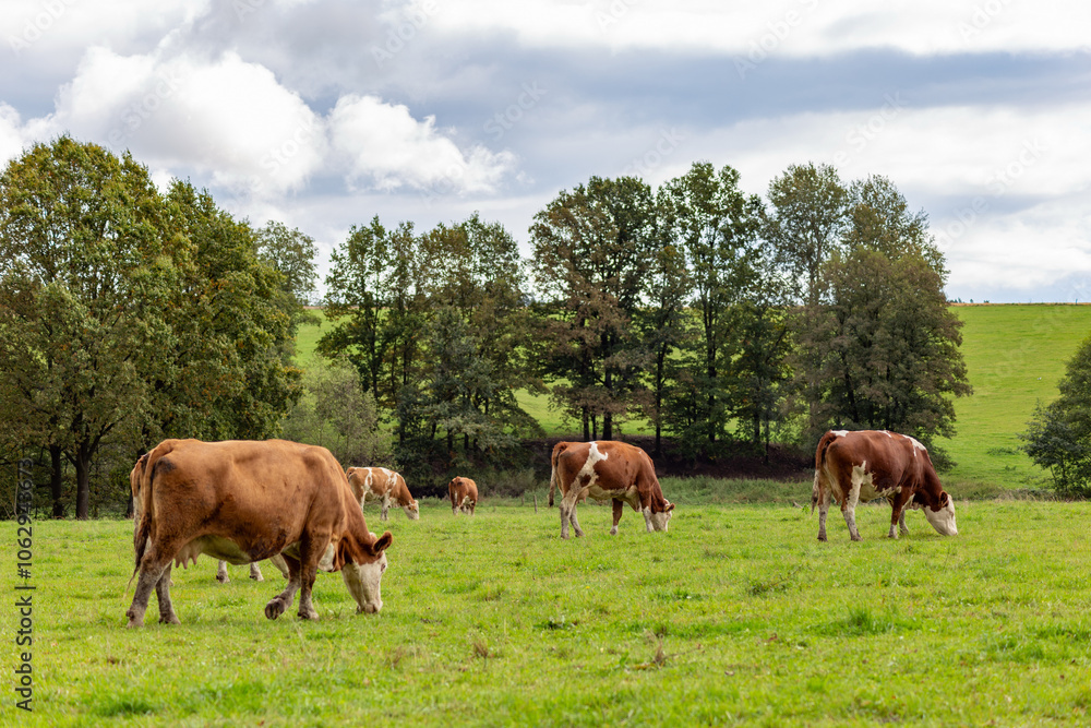 Cows grazing in the pasture