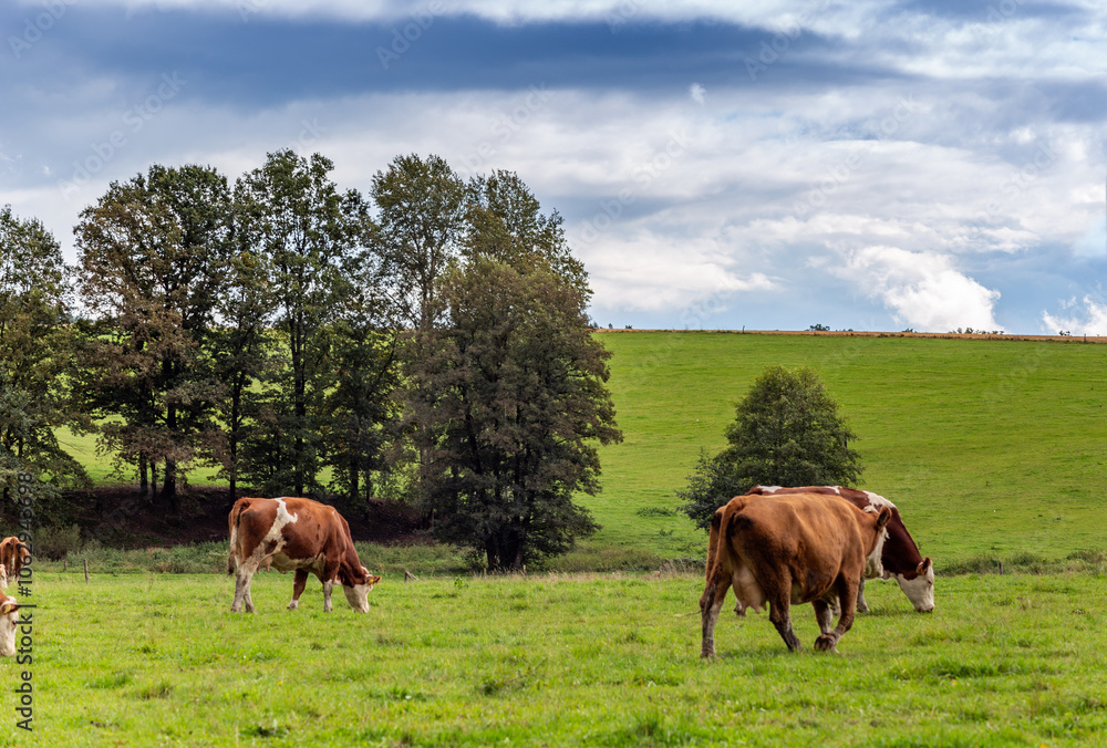 Cows grazing in the pasture