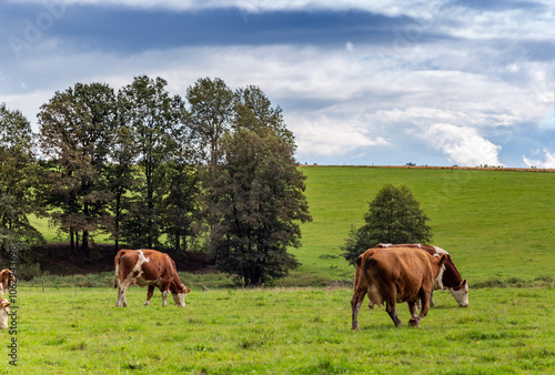 Obraz na płótnie Cows grazing in the pasture w salonie