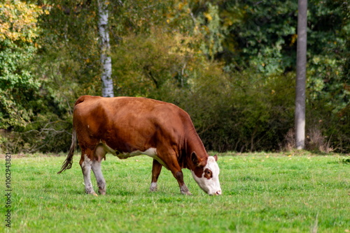Obraz na płótnie Cows grazing in the pasture w salonie