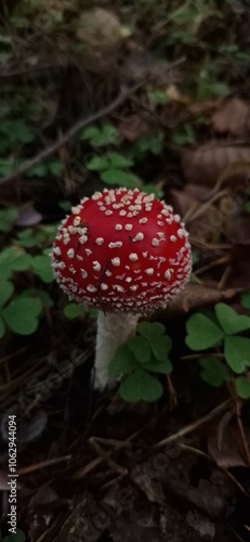 A red mushroom with white spots
