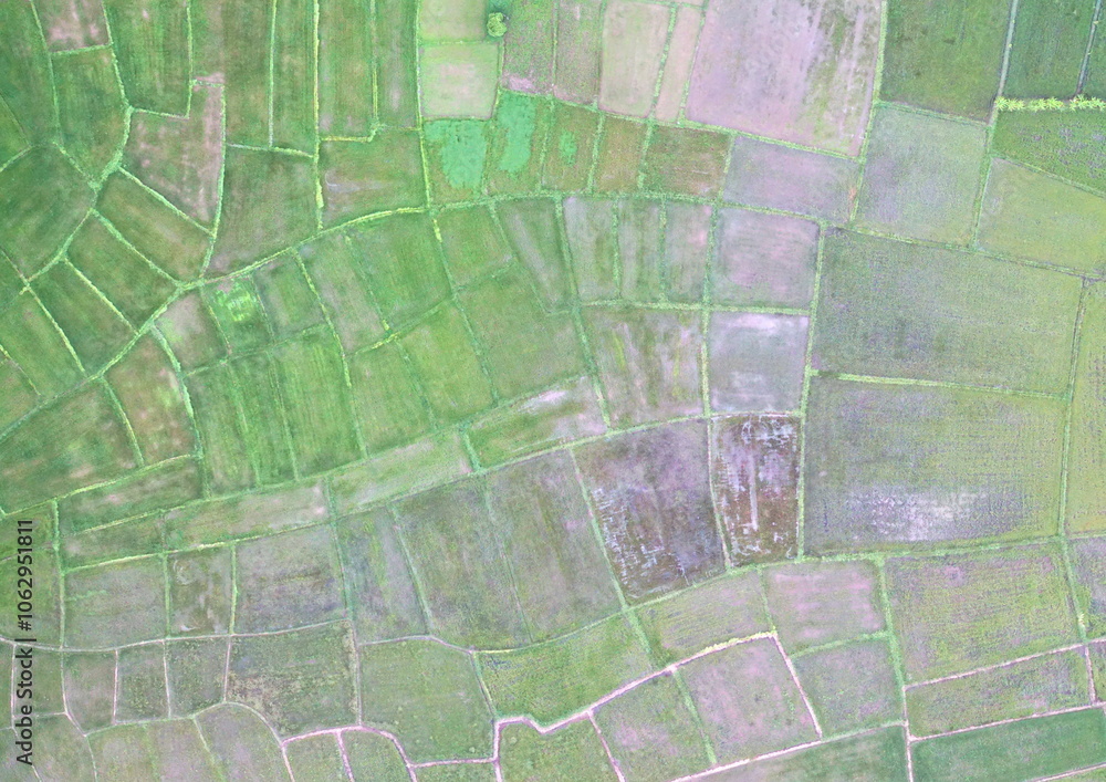 Fototapeta premium Top View Aerial Photograph of Paddy