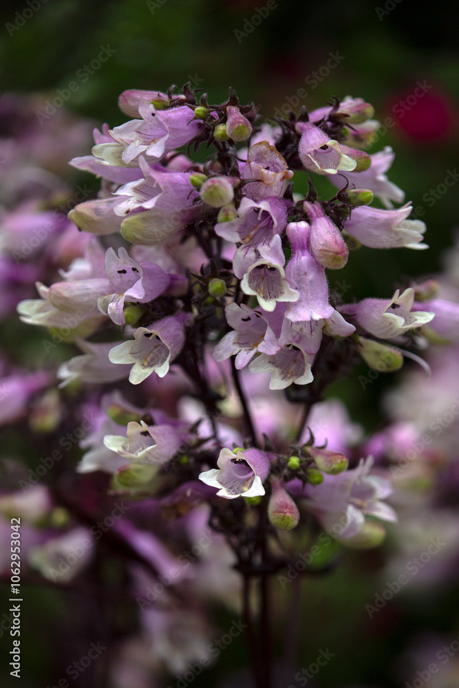 Closeup of flower spikes of Penstemon digitalis 'Dakota Burgundy' in a garden in autumn Closeup of flower spikes of Penstemon digitalis 'Dakota Burgundy' in a garden in autumn