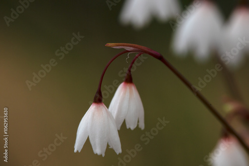 Wallpaper Mural Acis autumCloseup of flowers of autumn snowflake (Acis autumnalis 'Pink Tinge') in autumn Torontodigital.ca