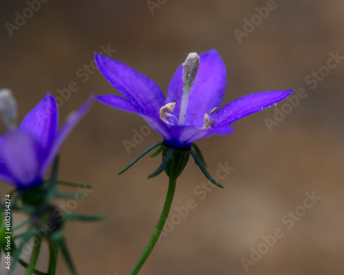 Closeup of flowers of Campanula arvatica in a garden in autumn photo