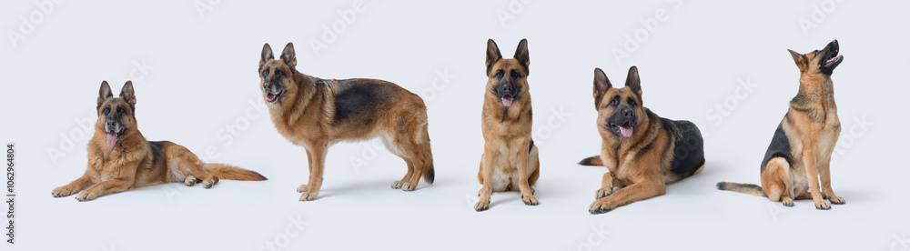 Set of portraits of German Sheperds Set of portraits of German Sheperds