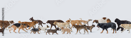 Photography Crowd of different dogs walking and copy space