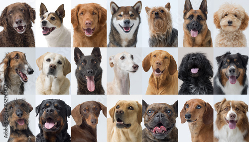 Photography Collection of different dogs portraits