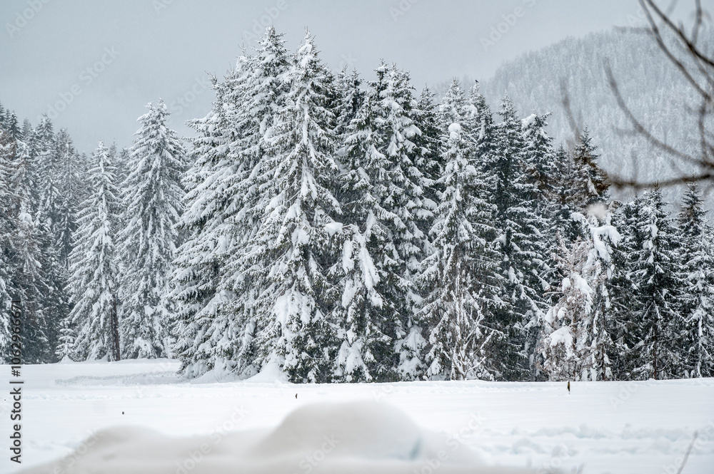 Fototapeta premium Winter atmosphere. Inside a thick snowfall. Sappada, Dolomites.