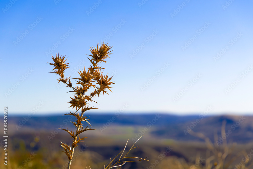Fototapeta premium A lone thistle plant with brown leaves stands in a field with a clear blue sky