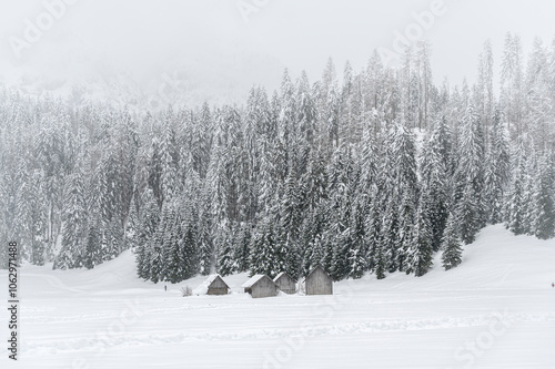 Winter atmosphere. Inside a thick snowfall. Sappada, Dolomites.