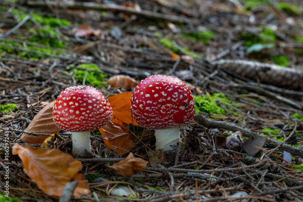 Fly agaric mushroom - in autumn forest.