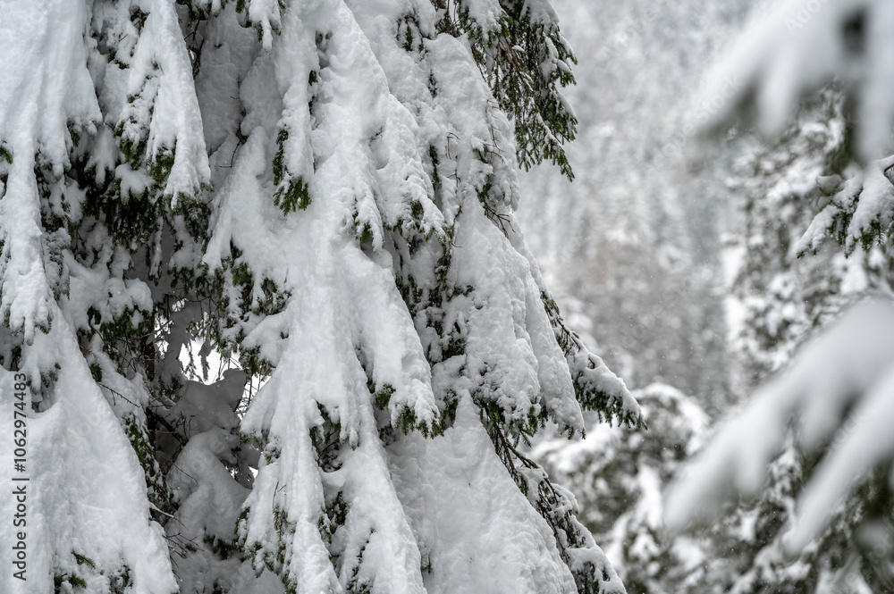 Winter atmosphere. Inside a thick snowfall. Sappada, Dolomites. Winter atmosphere. Inside a thick snowfall. Sappada, Dolomites.