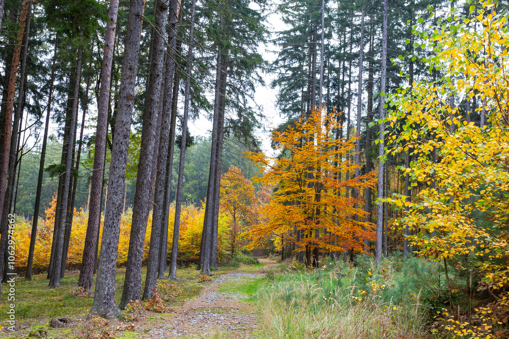 A trail in a colorful autumn forest.