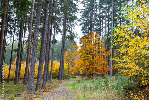 Obraz na płótnie A trail in a colorful autumn forest. w salonie