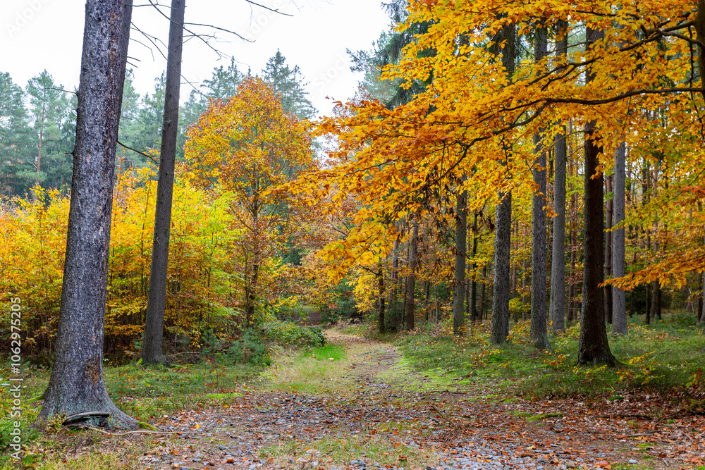 A road in a colorful autumn forest.