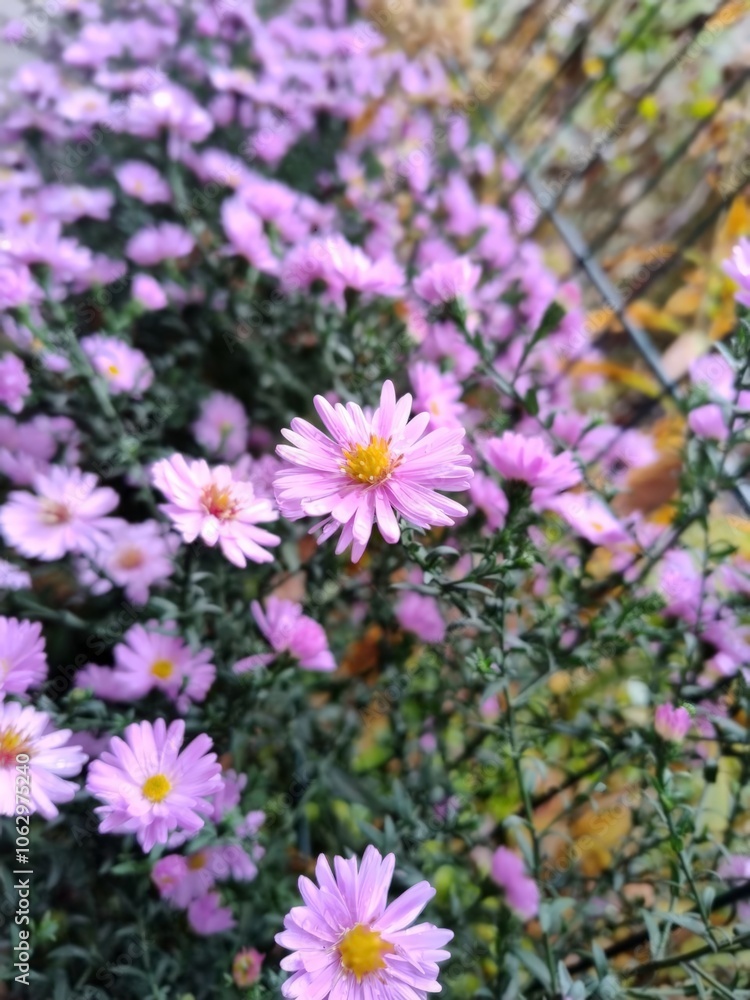 purple flowers in the garden purple flowers in the garden
