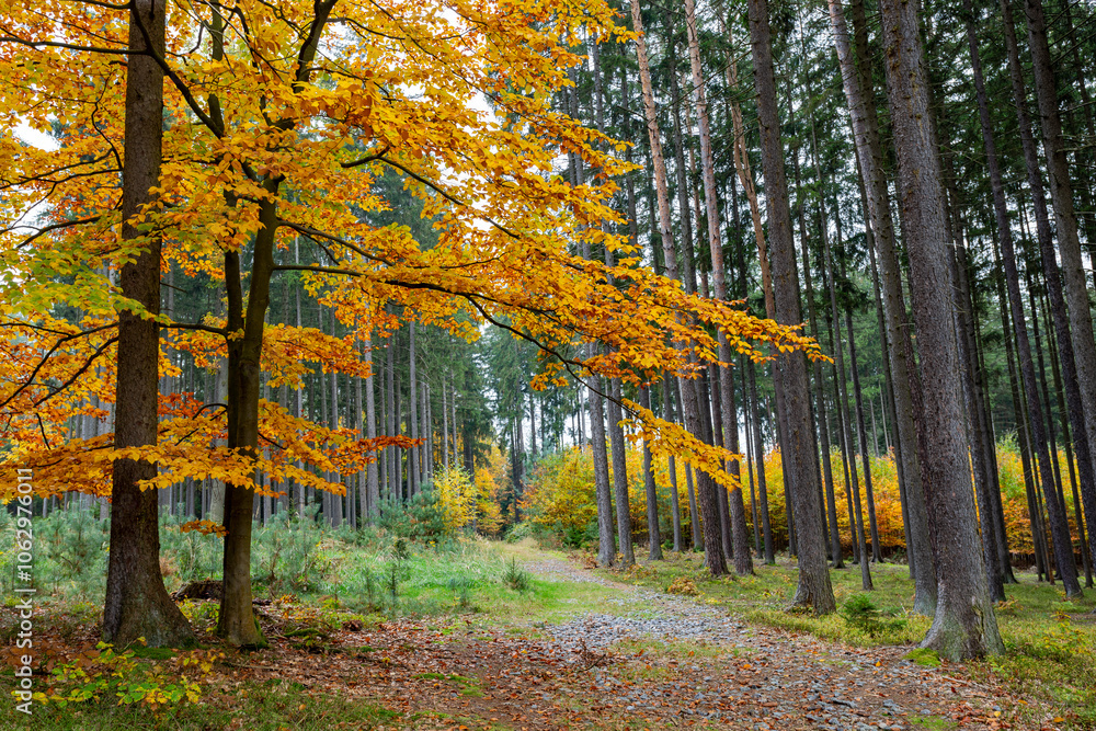 A road in a colorful autumn forest.