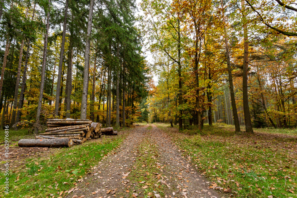 A road in a colorful autumn forest.