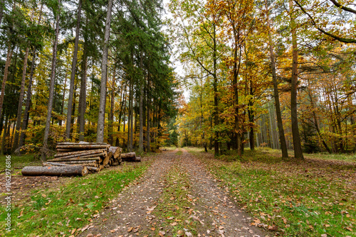 Obraz na płótnie A road in a colorful autumn forest. w salonie