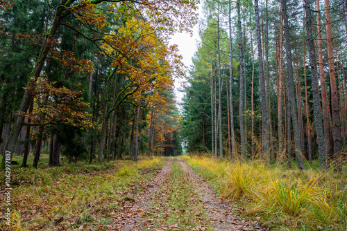 A road in a colorful autumn forest.