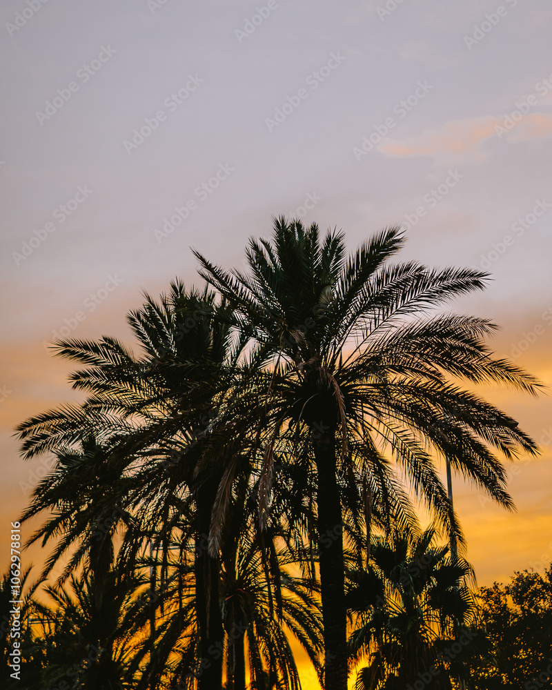 Fototapeta premium Palm trees during golden hour in Barcelona, Catalonia, Spain