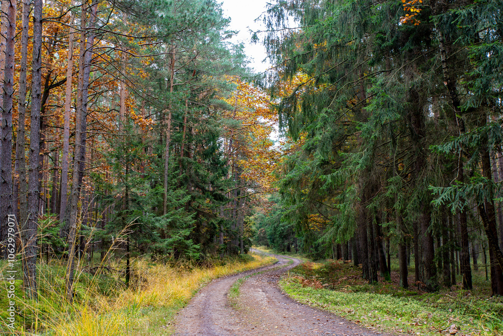A road in a colorful autumn forest.
