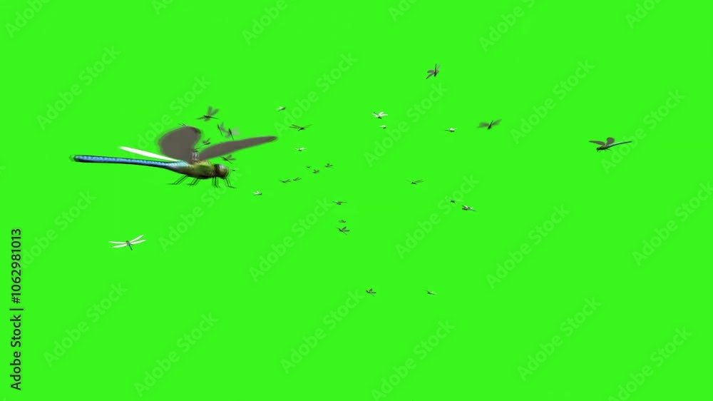 Swarm Of Dragonflies Flying On Green Screen 7 Swarm Of Dragonflies Flying On Green Screen 7