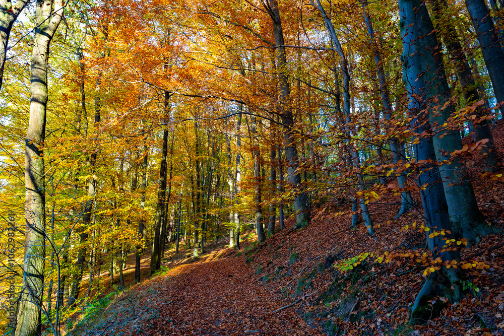 A path through a beech grove on a bright autumn day.