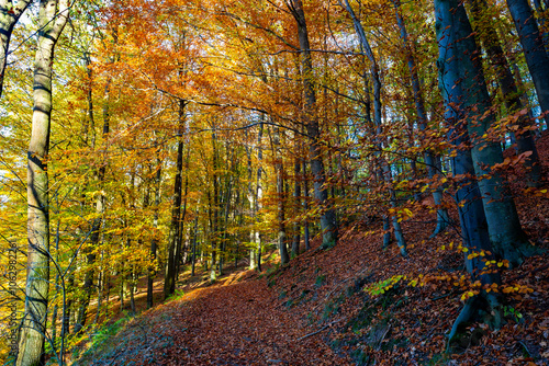 A path through a beech grove on a bright autumn day.