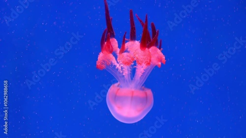 jellyfish swims in water