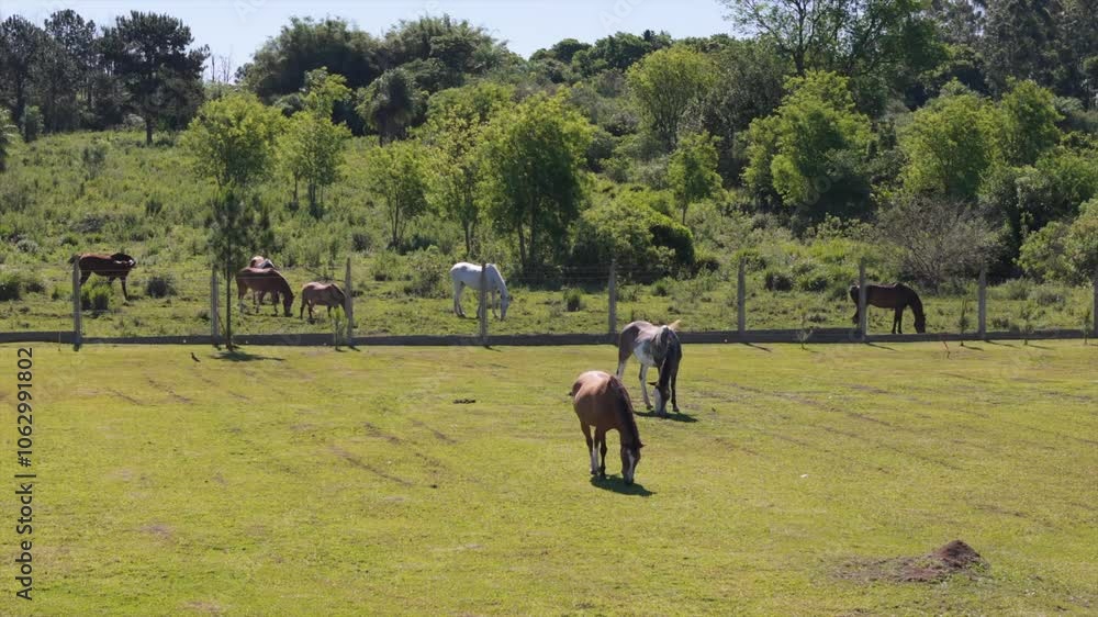 Horses on a field, fense in between, grassing on a green grassland on a beautiful sunny day, copy space, slow motion Horses on a field, fense in between, grassing on a green grassland on a beautiful sunny day, copy space, slow motion