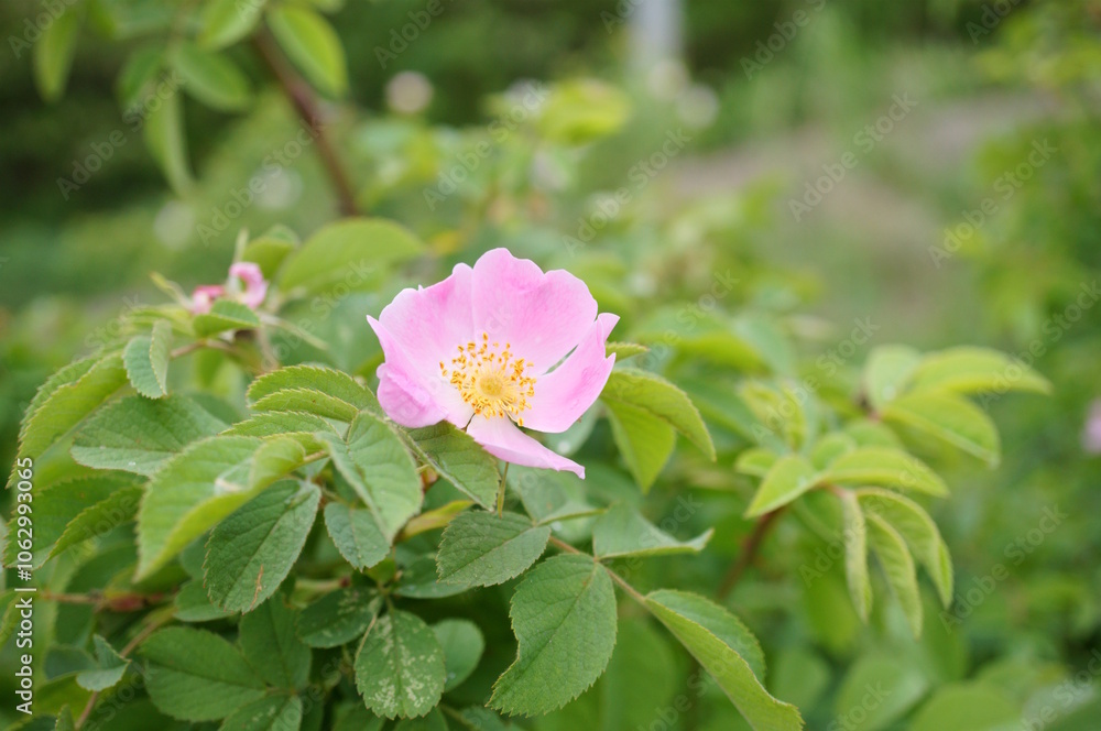 Blooming wild rose hips. A beautiful flower. Blooming wild rose hips. A beautiful flower.