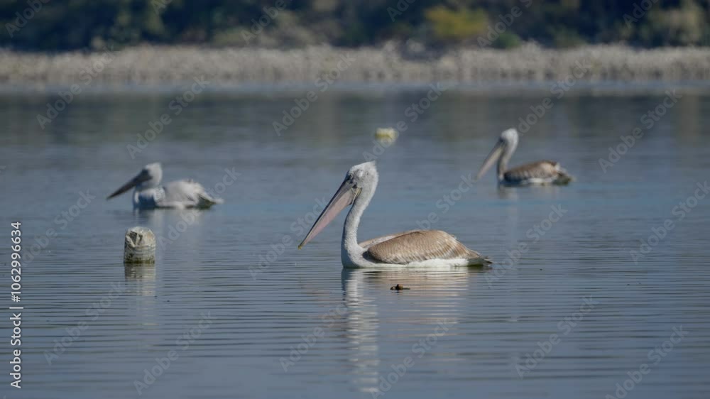 Tracking Shot Great White Pelican at Lake Kerkini Greece on Sunny Day Tracking Shot Great White Pelican at Lake Kerkini Greece on Sunny Day