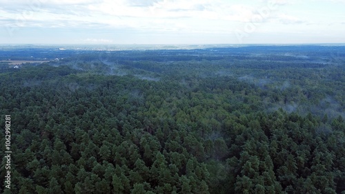 Overhead view of misty green forest