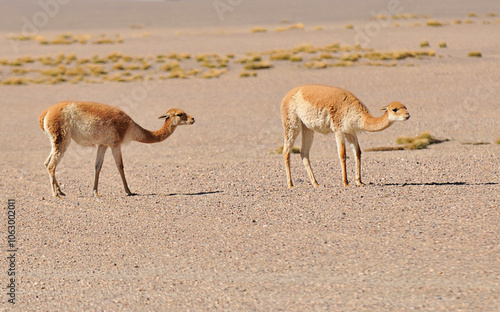 Vicuna one of the two wild South American camelids