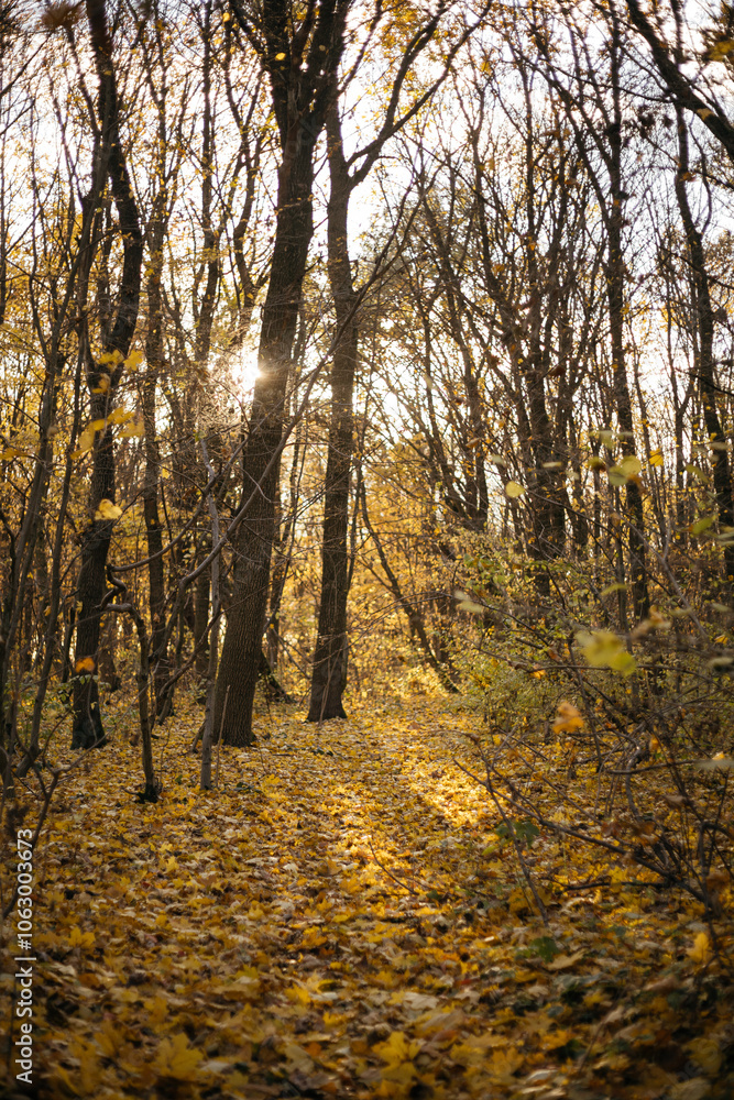 Obraz premium autumn in the woods