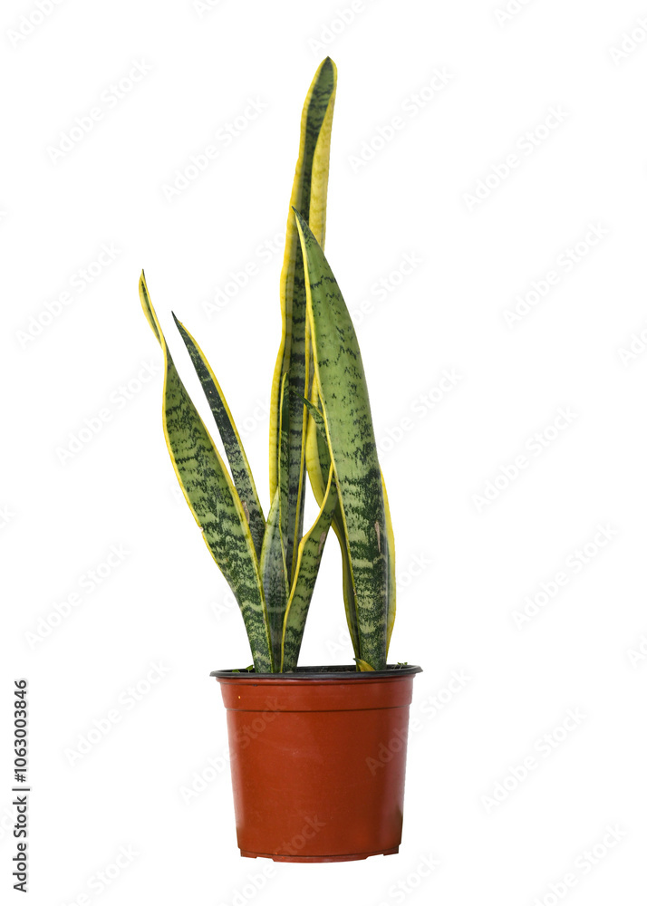 Snake Plant with bucket png Snake Plant with bucket png