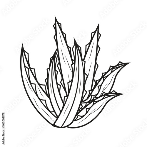 Hand Drawn Aloe Vera