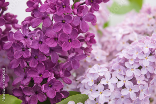 Close-up of vibrant lilac flowers with green leaves