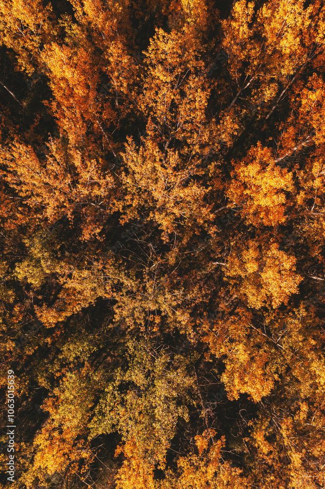Poplar tree woodland from drone pov, aerial shot Poplar tree woodland from drone pov, aerial shot