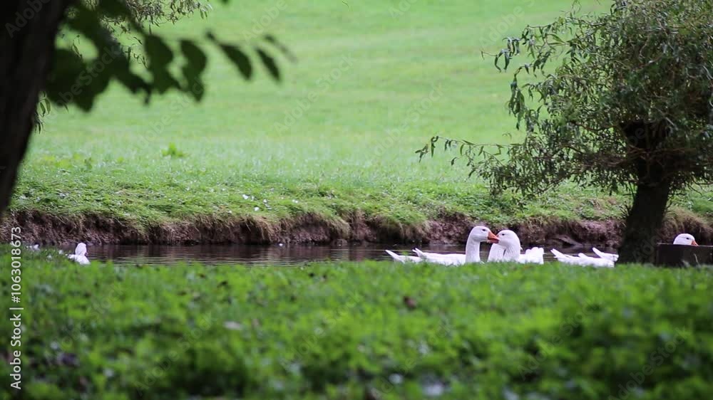 White domestic geese on a pond near a farm. White domestic geese on a pond near a farm.