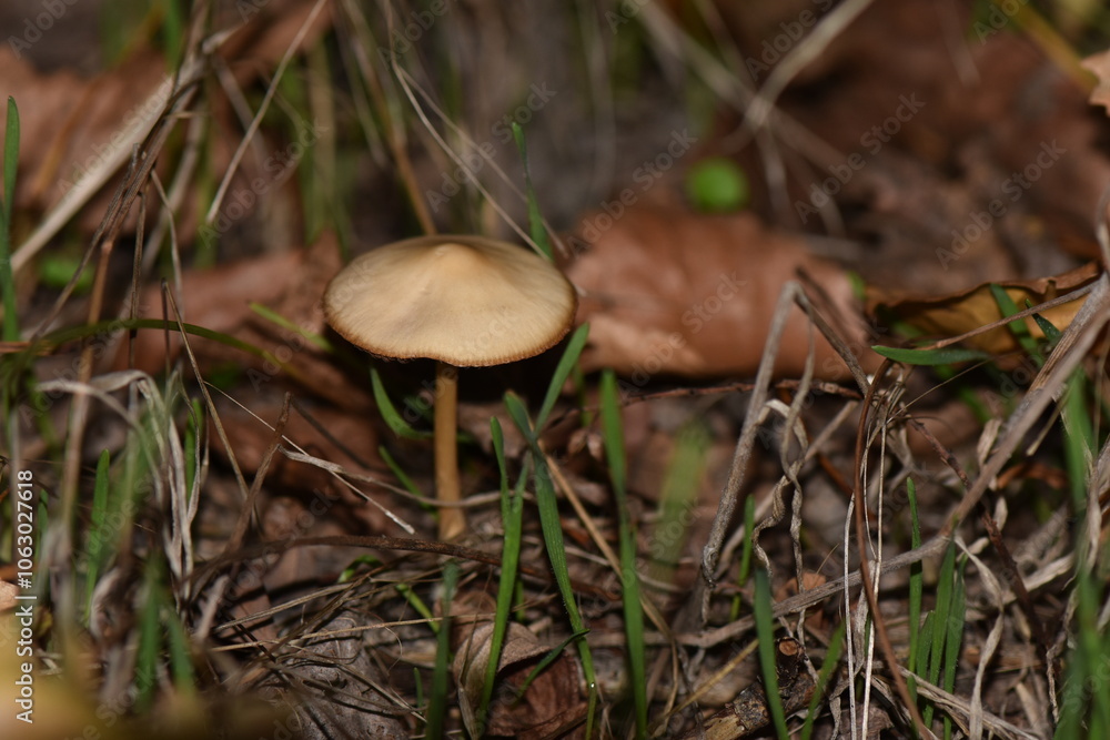 mushrooms in the forest mushrooms in the forest