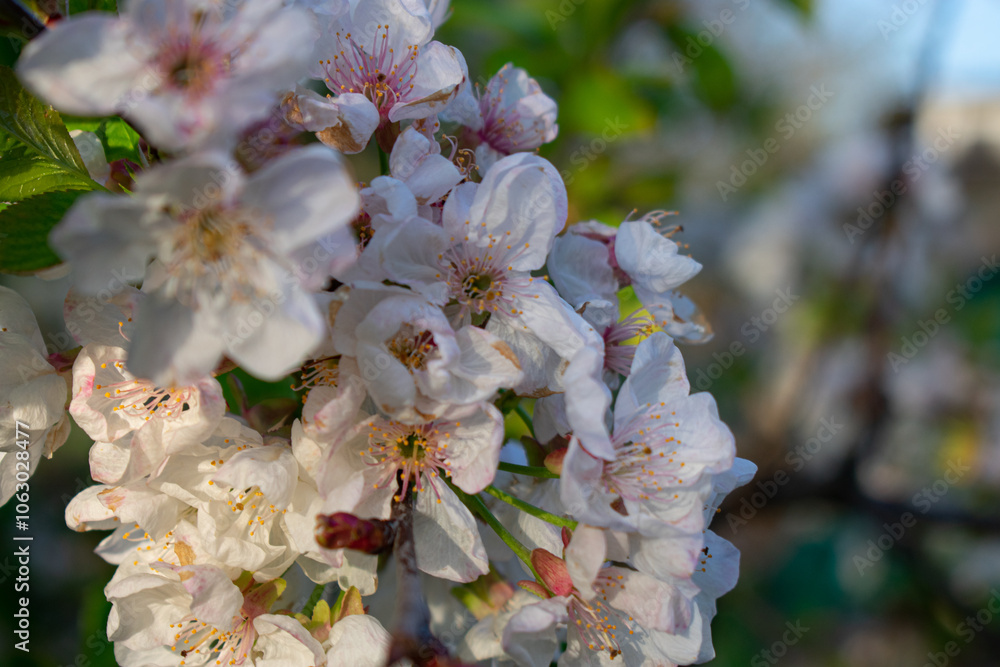 custom made wallpaper toronto digitalBranch of fruit tree. Natural background