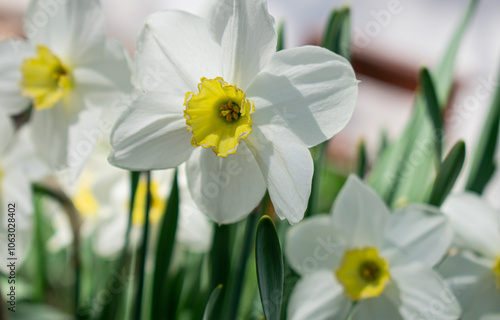 Wallpaper Mural White daffodils. Natural background Torontodigital.ca