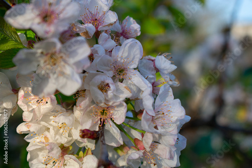 Wallpaper Mural Branch of fruit tree. Natural background Torontodigital.ca