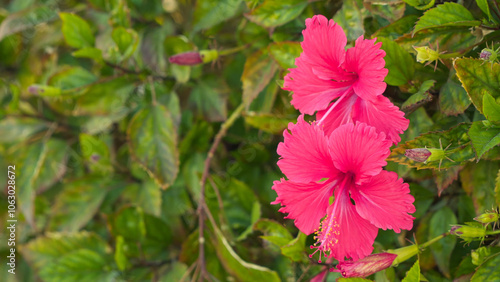Wallpaper Mural A blooming hibiscus flower Torontodigital.ca
